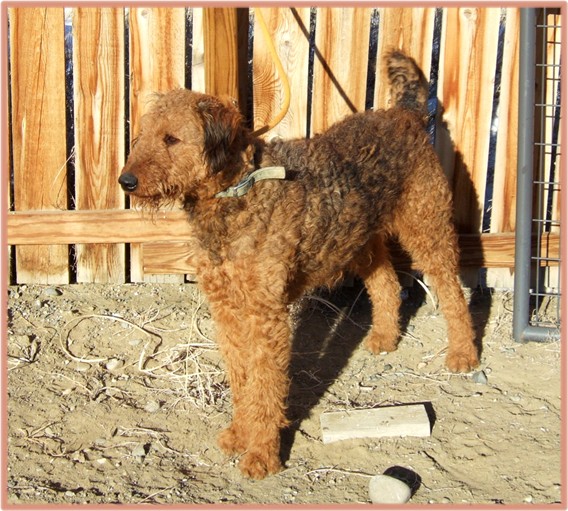 Red airedale terrier 2025